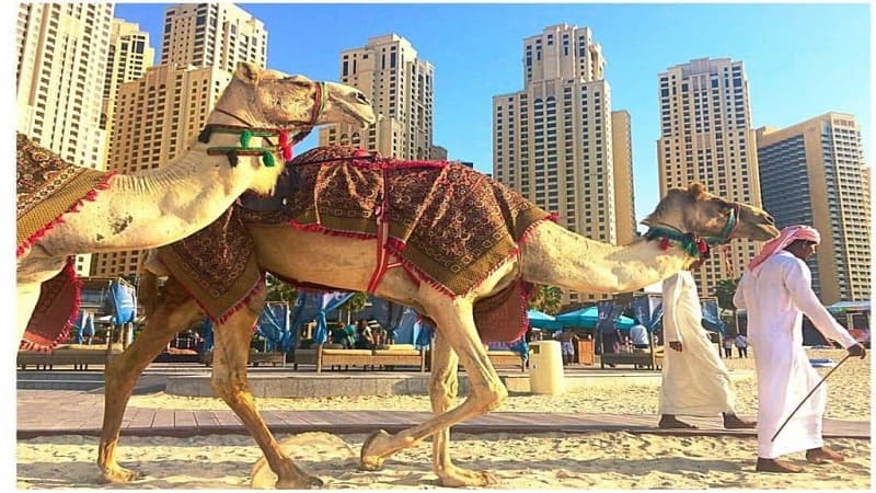THE CAMEL RACING