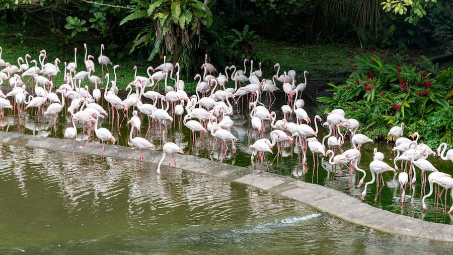 Know Before Making your Visit to Ras Al Khor Wildlife Sanctuary