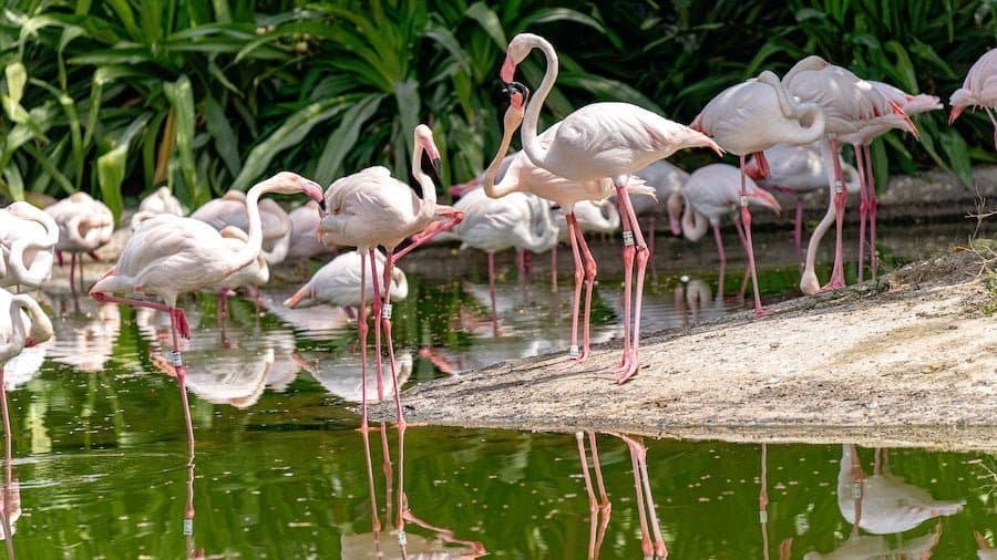 How to Reach Ras Al Khor Wildlife Sanctuary