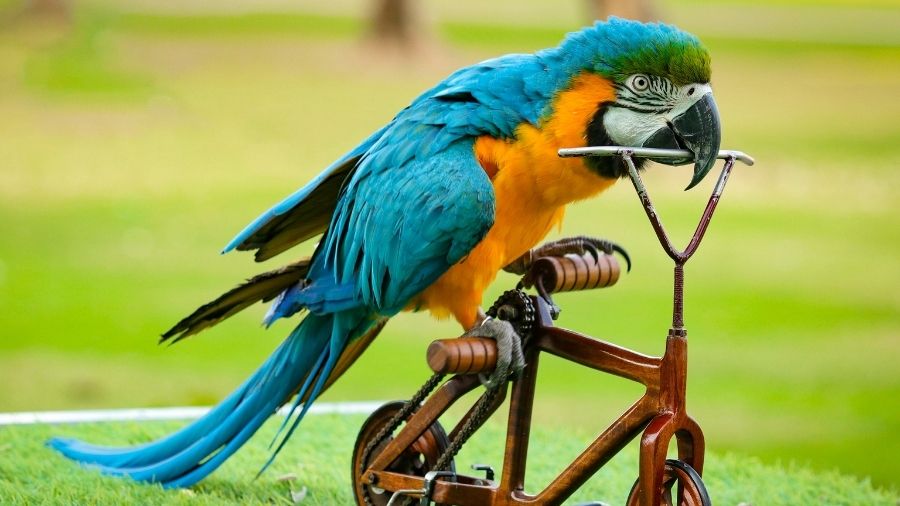 Creek Park Bird Show