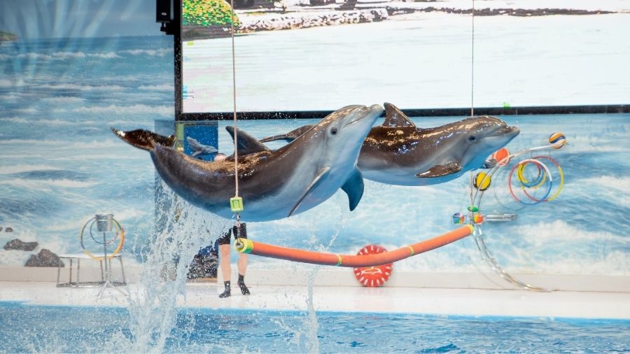 Dubai Dolphinarium